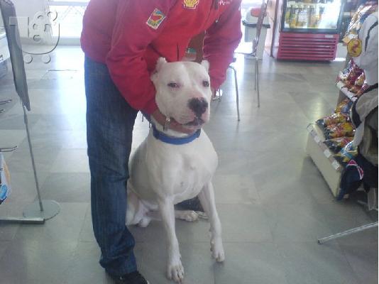 PoulaTo: dogo argentino
